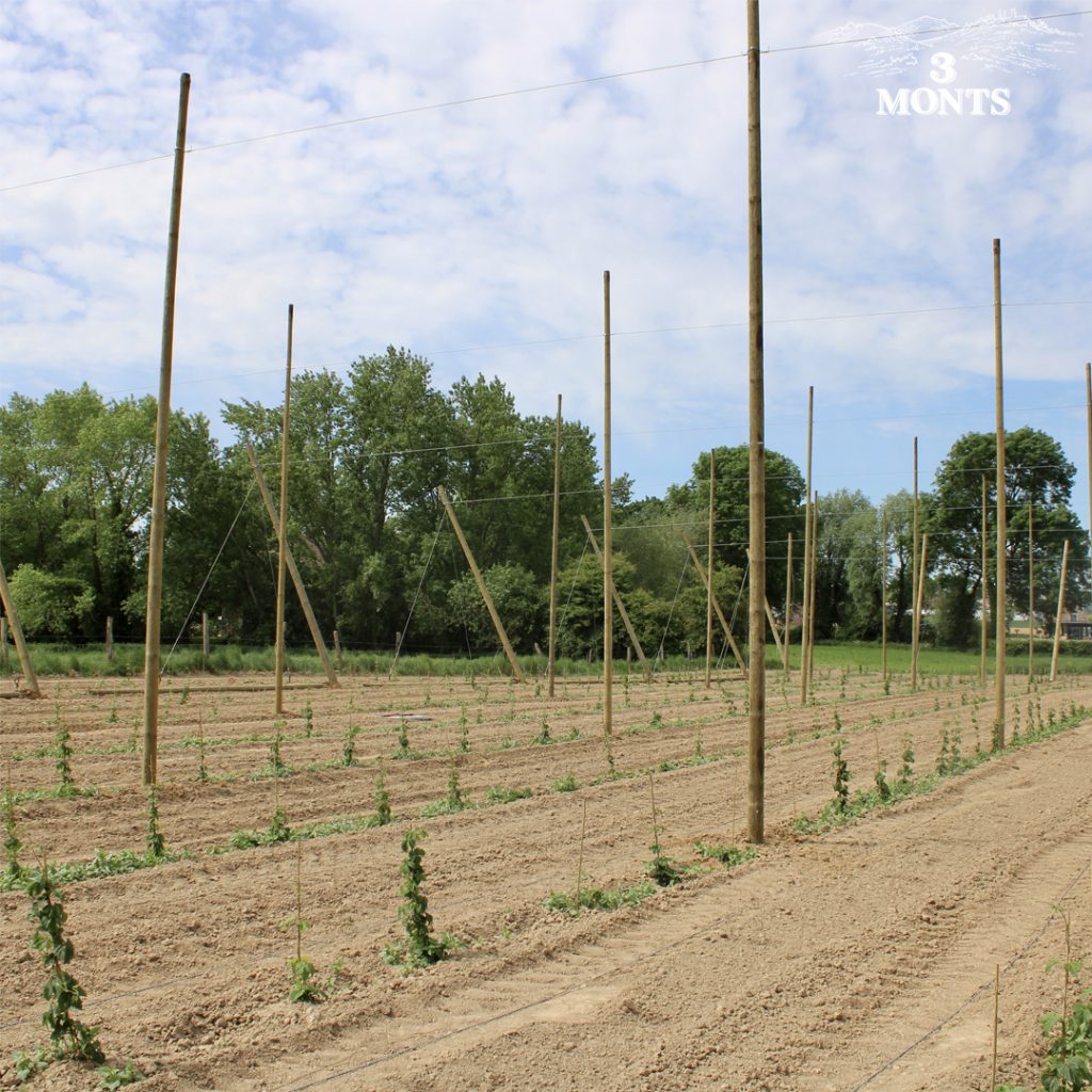 Du houblon bio chez 3 Monts